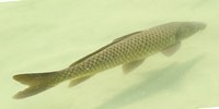 Carpa comune, foto