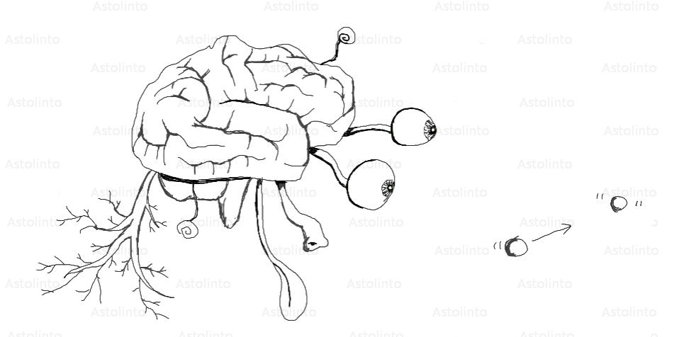 Disegno: relazione tra cervello e tempo