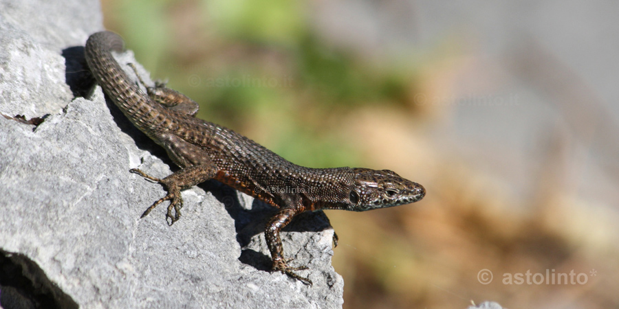 Algiroide magnifico (Algiroydes nigropunctatus), foto di esempio dell'animale.