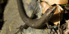 Sand lizard photo