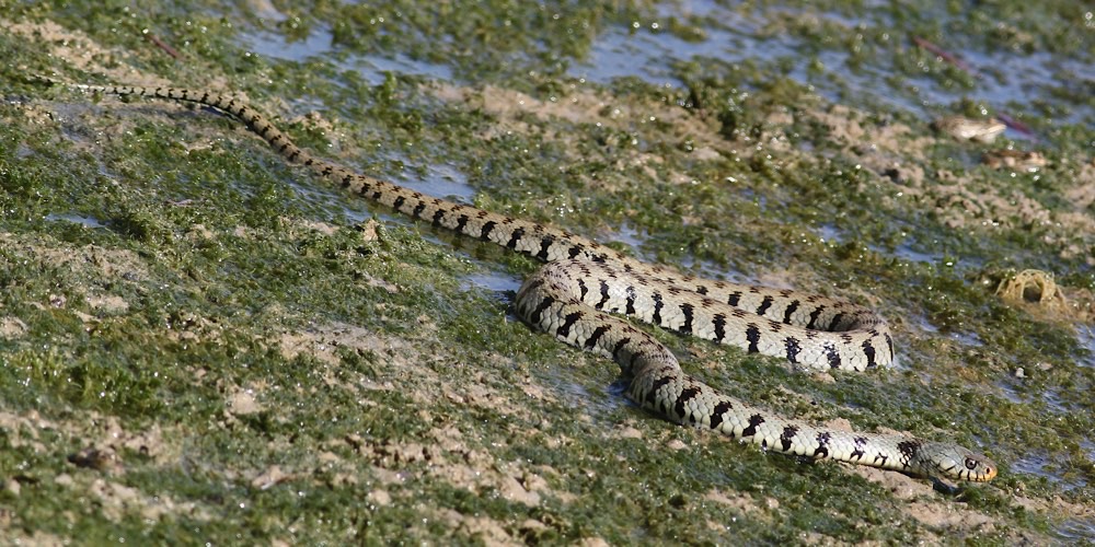 Biscia dal collare occidentale (Natrix helvetica), foto di esempio dell'animale.
