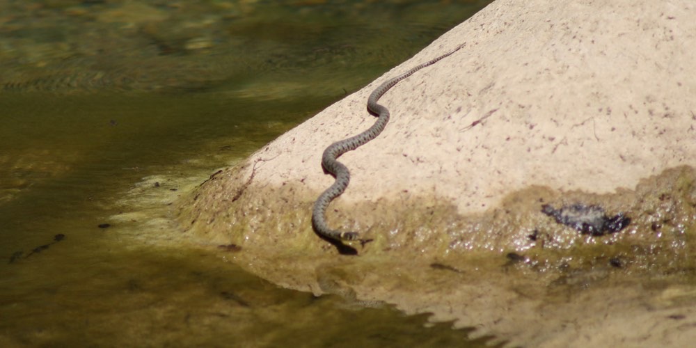 Biscia dal collare occidentale (Natrix helvetica)