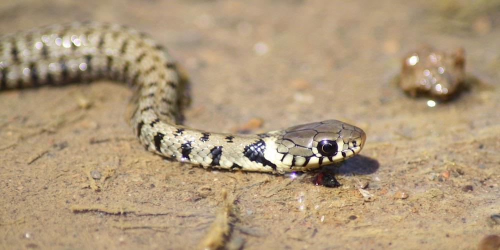 Biscia dal collare occidentale (Natrix helvetica)