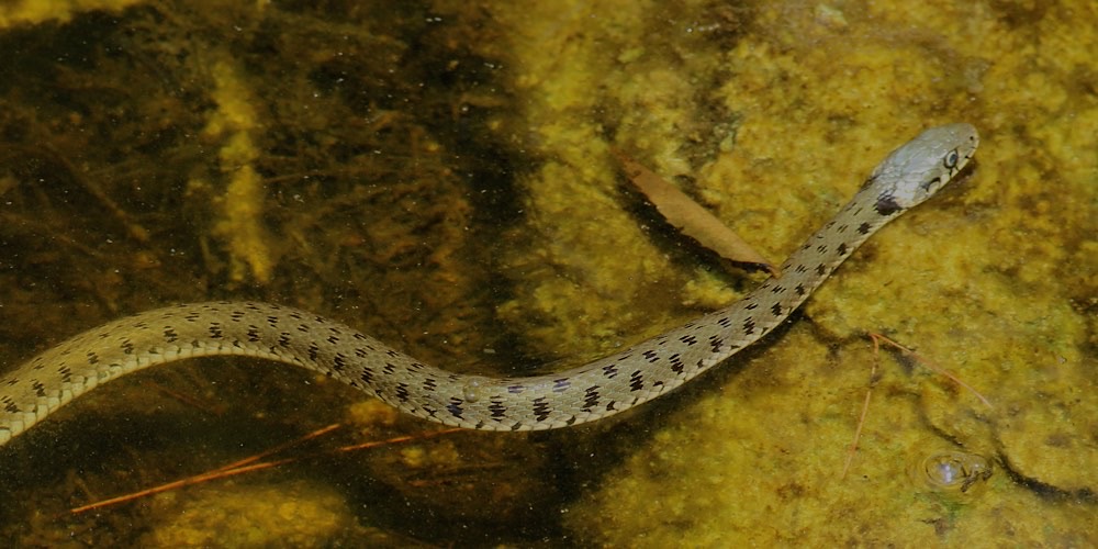 Biscia dal collare orientale (Natrix natrix), foto di esempio dell'animale.