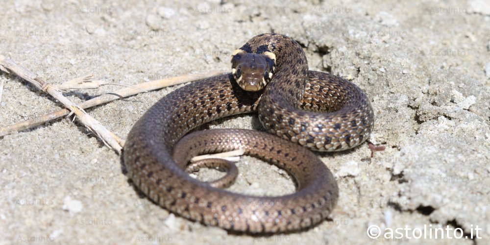 Biscia dal collare orientale (Natrix natrix)