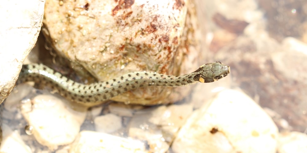 Biscia dal collare orientale (Natrix natrix)