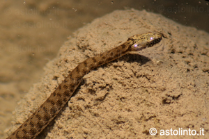 Biscia tassellata (Natrix tessellata), foto di esempio dell'animale.