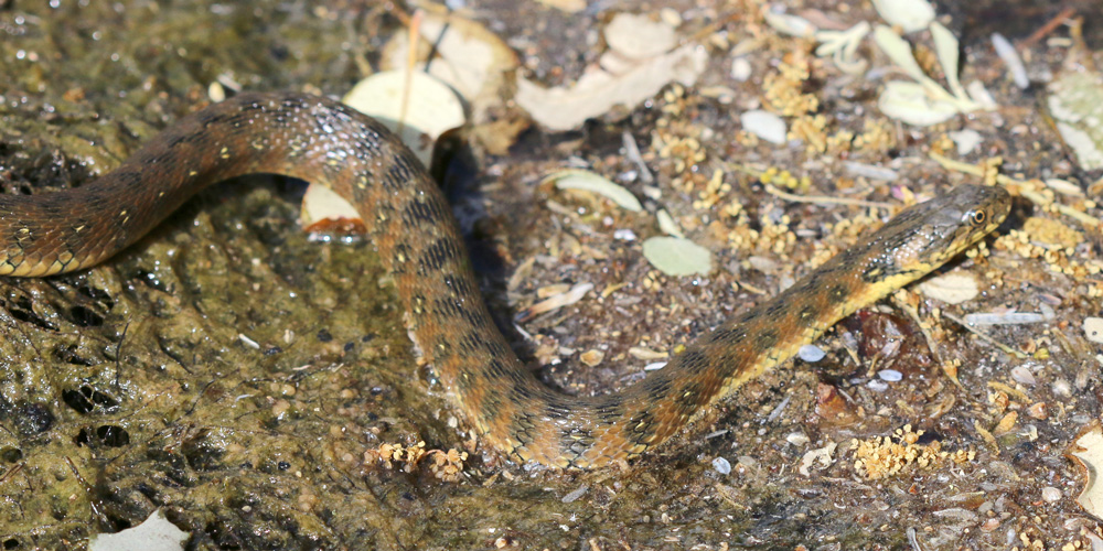 Natrice viperina (Natrix maura), foto di esempio dell'animale.