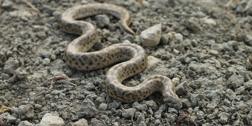 Boa delle sabbie (Eryx jaculus), foto di esempio dell'animale.
