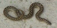 Boa