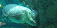Tartaruga marina (Caretta caretta)