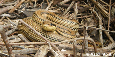 Cervone (Elaphe quatuorlineata), foto di esempio dell'animale.