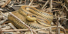 Cervone (Elaphe quatuorlineata)