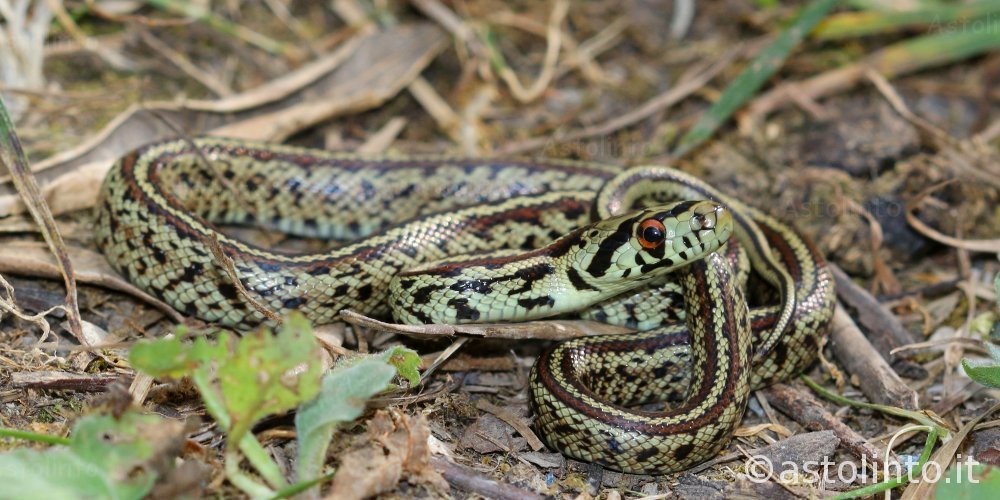 Colubro leopardino (Zamenis situla), foto di esempio dell'animale.