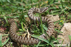 Colubro liscio (Coronella austriaca), foto di esempio dell'animale.