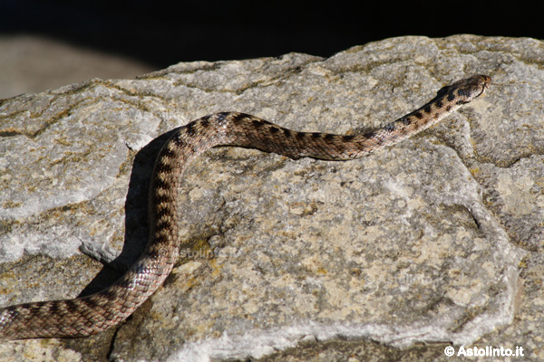 Colubro di Riccioli (Coronella girondica), foto di esempio dell'animale.
