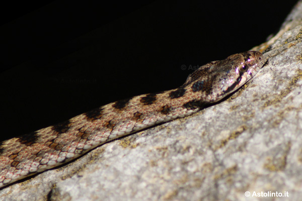 Colubro di Riccioli (Coronella girondica)