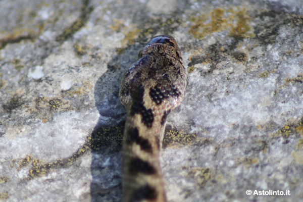 Colubro di Riccioli (Coronella girondica)