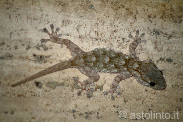 Geco comune (Tarentola mauritanica), foto di esempio dell'animale.