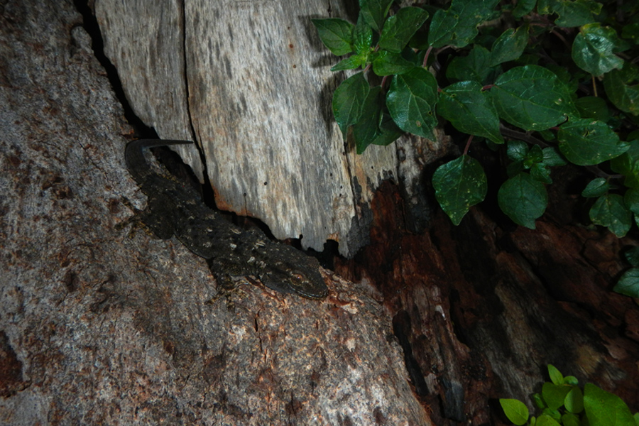 Geco comune (Tarentula mauritanica)