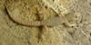Foto del Geco di Kotschyi, Mediodactylus kotskyi