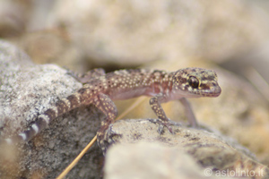 Geco verrucoso (Hemidactylus turcicus), foto di esempio dell'animale.