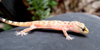Foto del Geco verrucoso, Hemidactylus turcicus