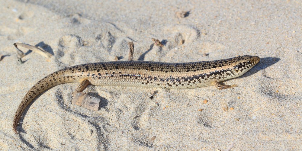 Gongilo (Chalcides ocellatus), foto di esempio dell'animale.