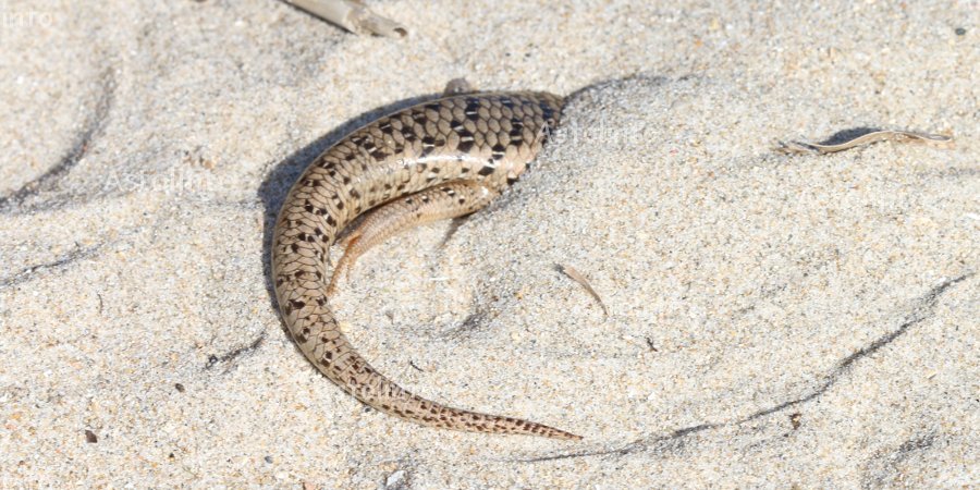 Gongilo (Chalcides ocellatus)