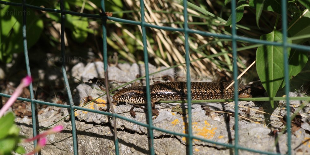 Gongilo (Chalcides ocellatus)