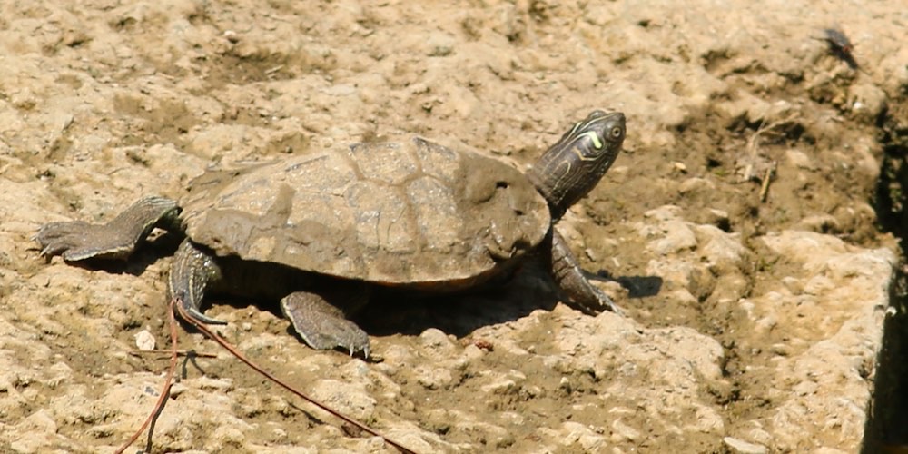 Falsa tartaruga geografica (Graptemys pseudogeographica), foto di esempio dell'animale.