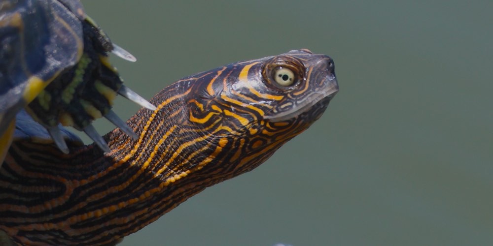Falsa tartaruga geografica (Graptemys pseudogeographica)