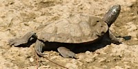 Foto della falsa tartaruga geografica