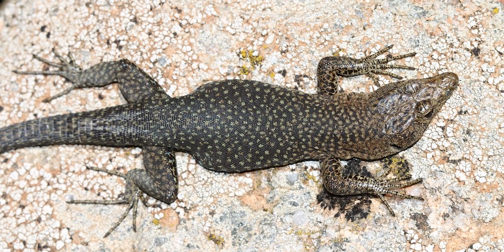 Lucertola di Bedriaga (Archaeolacerta bedriagae)