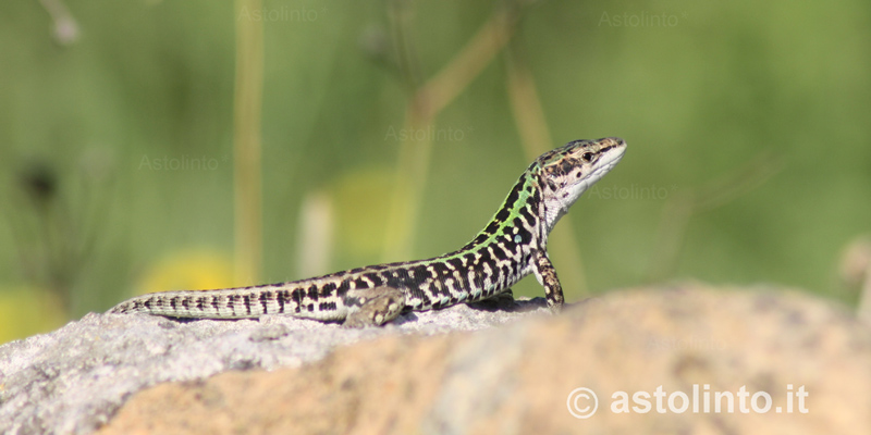 Lucertola campestre (Podarcis siculus), foto di esempio dell'animale.