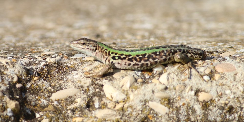 Lucertola campestre (Podarcis siculus)