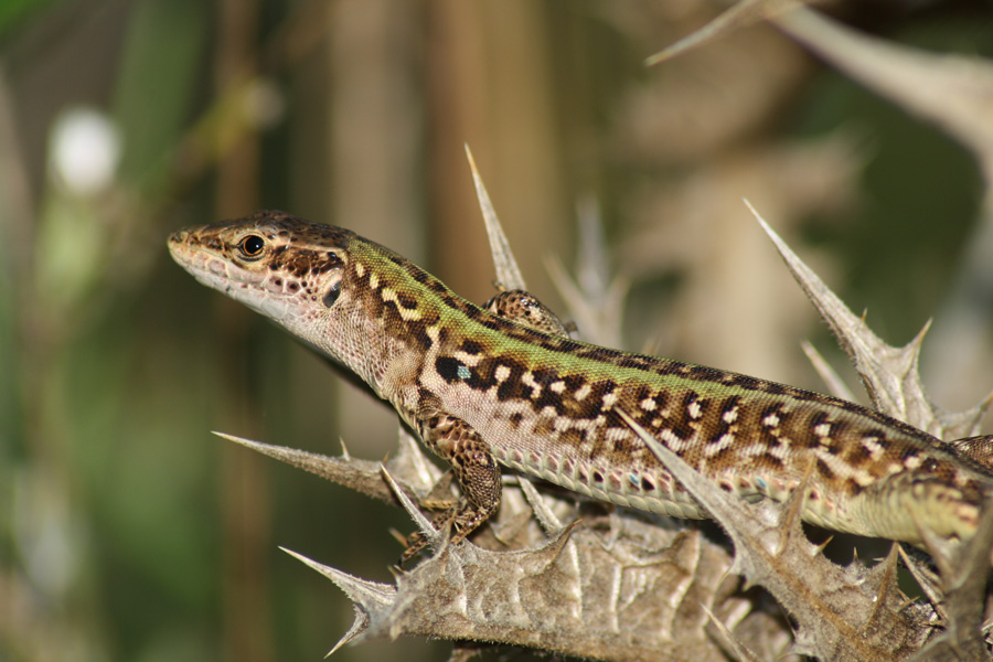 Lucertola campestre (Podarcis siculus)