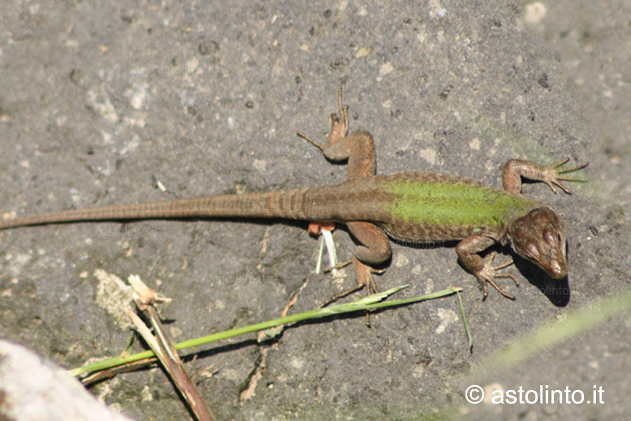 Lucertola campestre (Podarcis siculus)