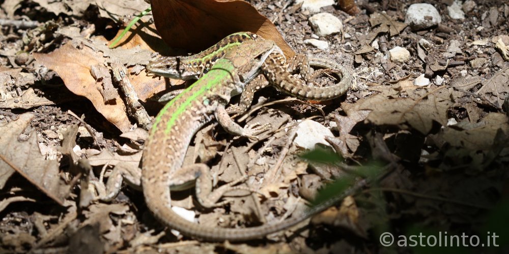 Lucertola campestre (Podarcis siculus)