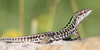 Italian ground lizard photo