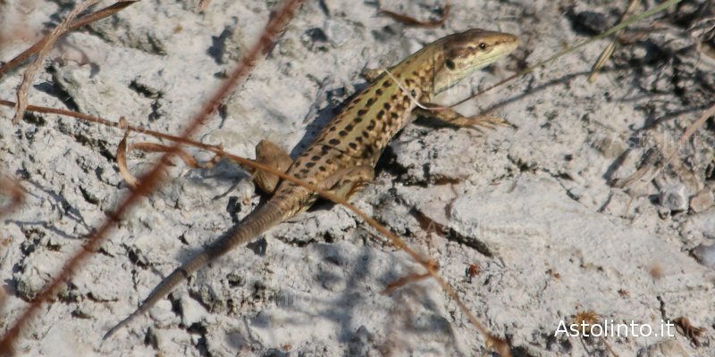 Lucertola adriatica (Podarcis melisellensis), foto di esempio dell'animale.