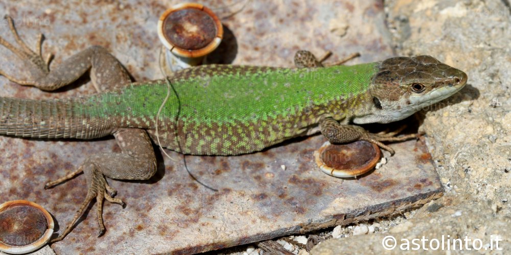 Lucertola di Malta (Podarcis filfolensis), foto di esempio dell'animale.