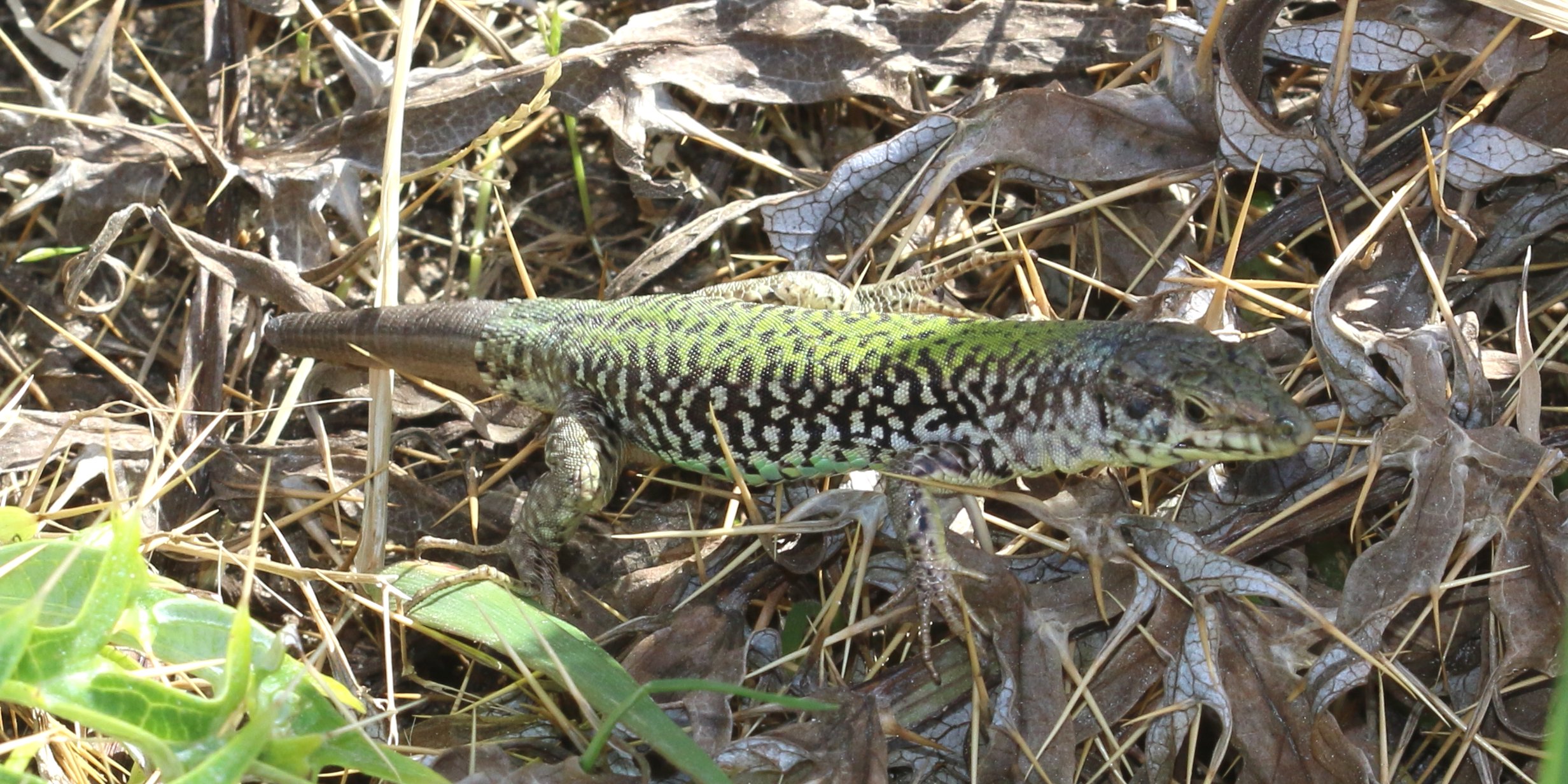 Lucertola di Malta (Podarcis filfolensis)