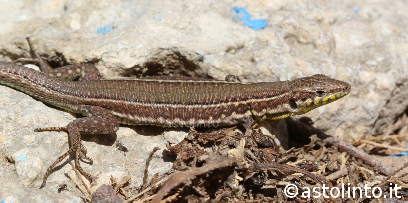 Lucertola di Malta (Podarcis filfolensis)