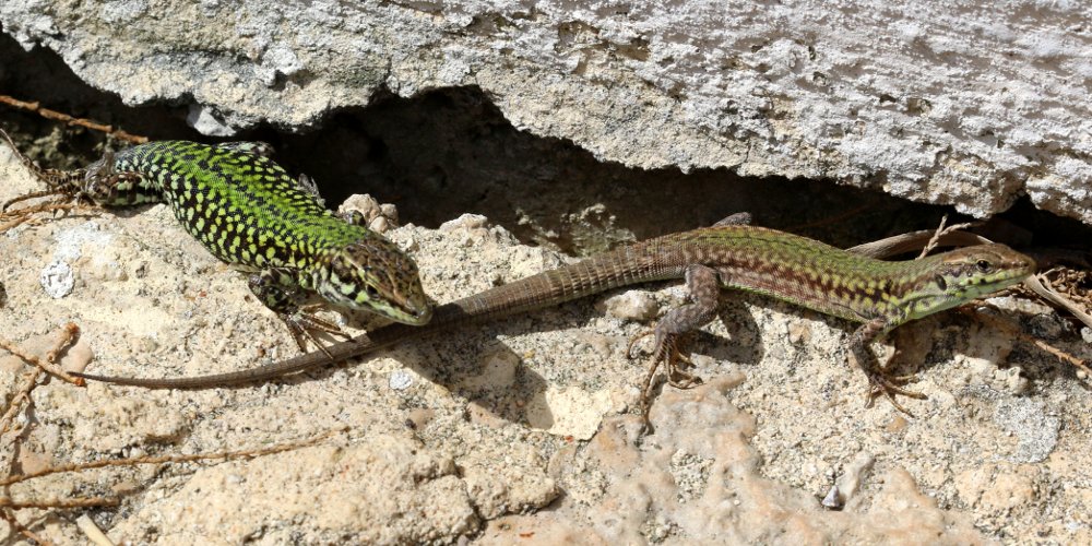 Lucertola di Malta (Podarcis filfolensis)