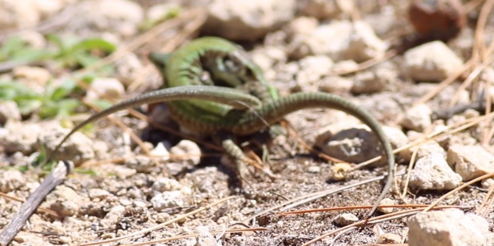 Lucertola di Malta (Podarcis filfolensis)