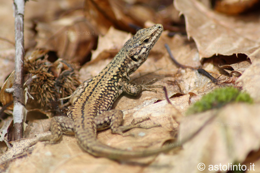 Lucertola muraiola (Podarcis muralis), foto di esempio dell'animale.