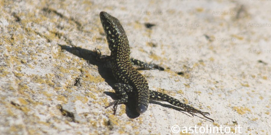 Lucertola muraiola (Podarcis muralis)