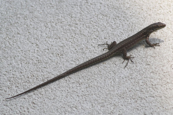 Lucertola muraiola (Podarcis muralis)