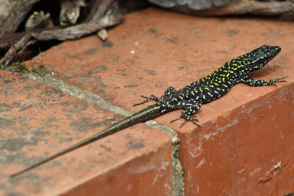 Lucertola muraiola (Podarcis muralis)